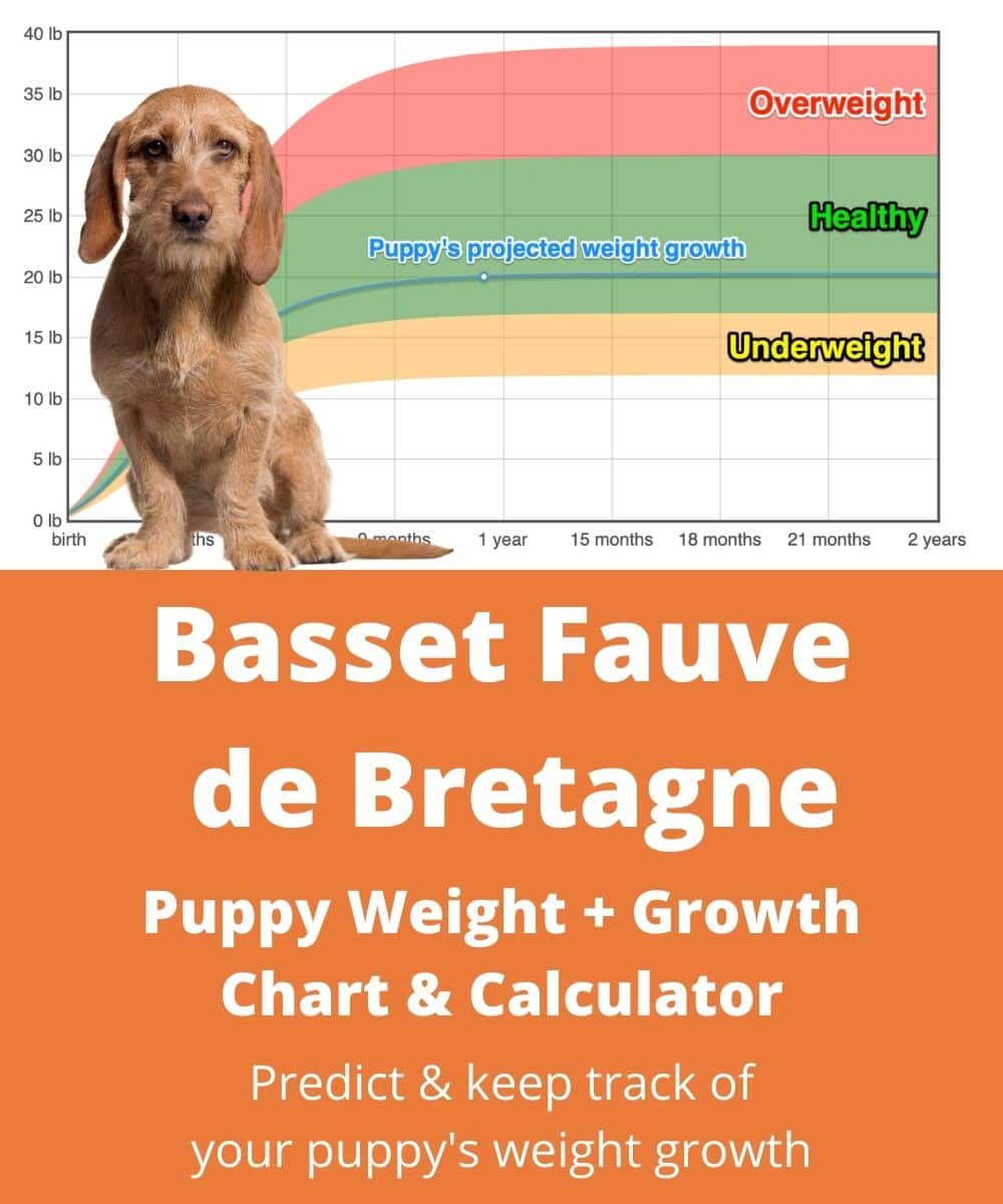 basset-fauve-de-bretagne Puppy Weight Growth Chart